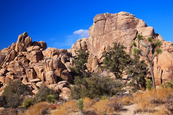 Hidden Valley Rock Yucca Brevifolia Mojave Deserto Joshua Árvore N — Fotografia de Stock