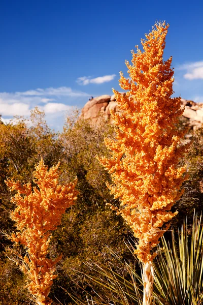 Gul nolina beargrass blossums hidden valley Mojaveöknen jos — Stockfoto