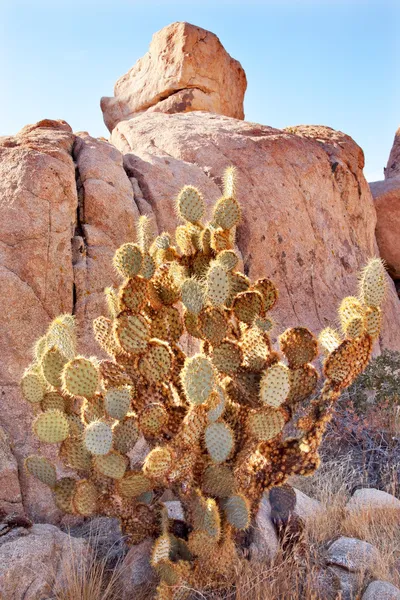 Prickly pear cactus gömda dalen Mojaveöknen joshua tree nati — Stockfoto