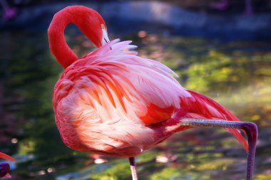 pembe turuncu Karayip flamingo tüyler