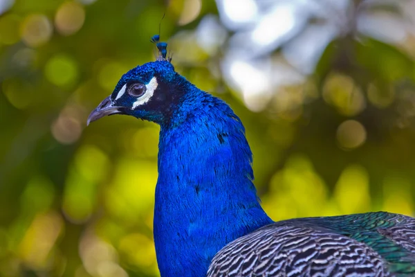 青い孔雀ネックと羽 — ストック写真