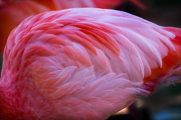 Różowy pomarańczowy flamingo Karaiby pióra kulkowe — Zdjęcie stockowe
