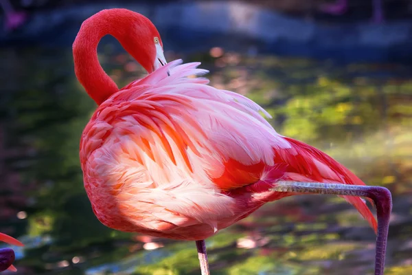 Rosa orange karibisk flamingo fjädrar — Stockfoto