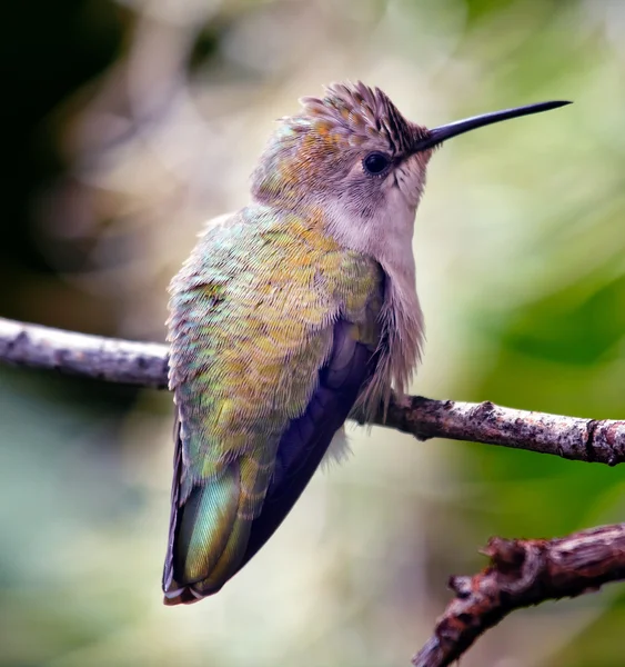 Anny hummingbird ženské calpyte anna peří zobák zblízka — Stock fotografie