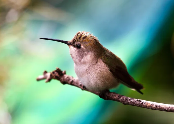 Anna kolibri női calpyte anna tollak csőr közelről — Stock Fotó