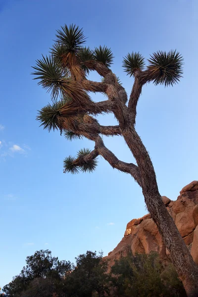 Yucca brevifolia avond mojave-woestijn joshua tree nationale par — Stockfoto
