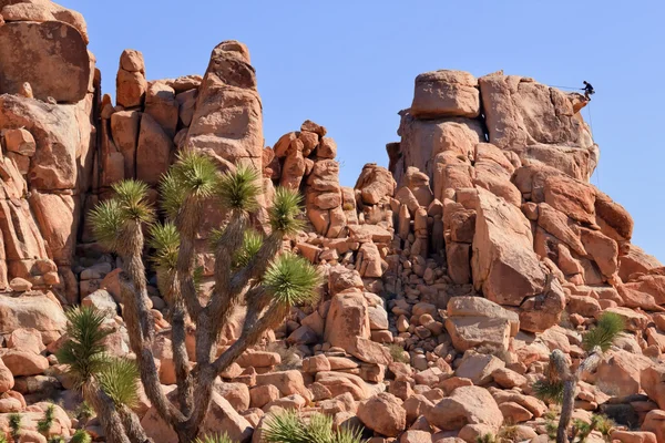 Escalada en roca Yucca Brevifolia Mojave Desierto Joshua Tree National — Foto de Stock