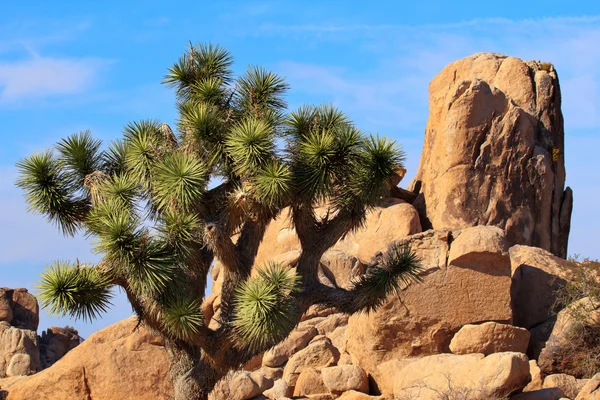 Скалы Yucca Brevifolia Mojave Desert Joshua Tree National Park — стоковое фото