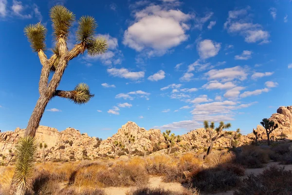 Yucca Brevifolia Désert de Mojave Parc national Joshua Tree Califo — Photo