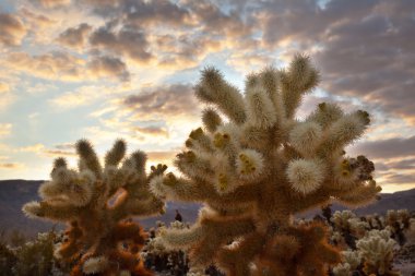 Cholla Cactus Garden Sunset Mojave Desert Joshua Tree National P clipart