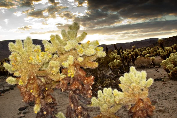 Cholla kaktus zahradní Mohavské pouště joshua tree national park cal — Stock fotografie