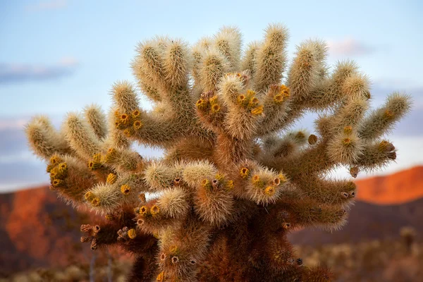 Jardín de Cactus Cholla Desierto de Mojave Parque Nacional Joshua Tree Cal —  Fotos de Stock