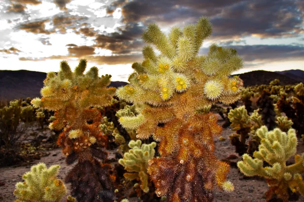 Jardín de Cactus Cholla Desierto de Mojave Parque Nacional Joshua Tree Cal —  Fotos de Stock