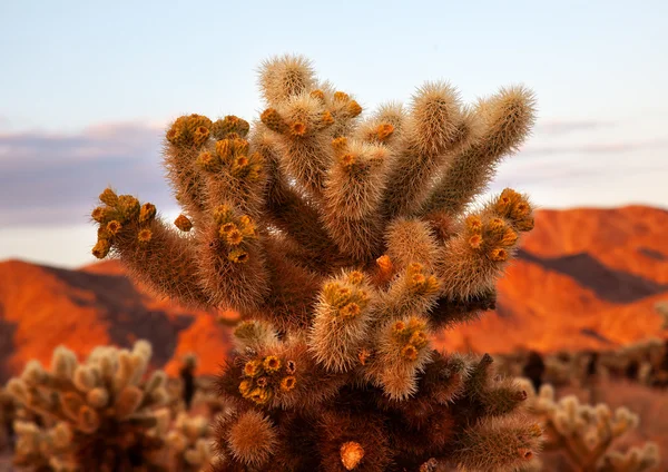 Cholla cactus trädgård Mojaveöknen joshua tree national park cal — Stockfoto