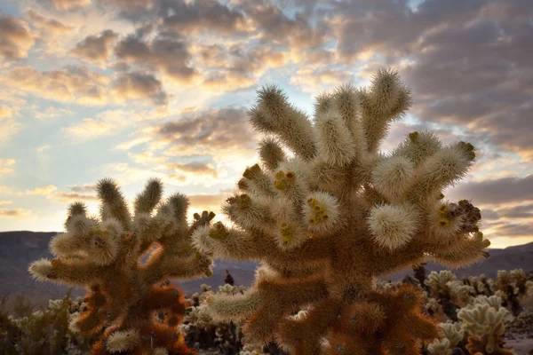 Cholla Kaktus Garten Sonnenuntergang Mojave Wüste Joschua Baum National p — Stockfoto