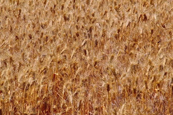 Champ de blé mûr Palouse Washington State — Photo