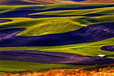 Green Wheat Fields Black Fallow Land Patterns and Farms from Ste clipart