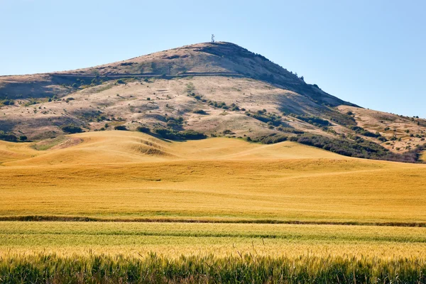 Steptoe Butte Yellow Green Wheat Field Blue Skies Palouse Washin — Stock Photo, Image