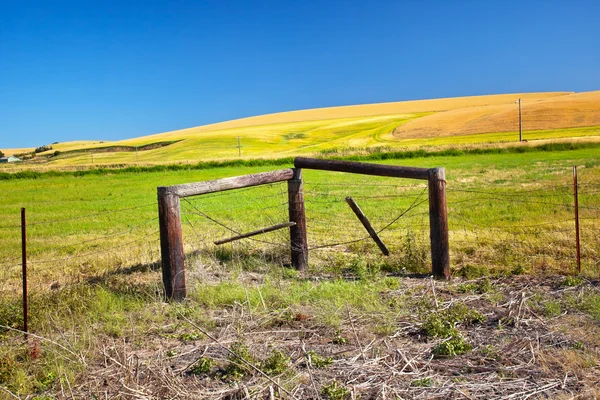 Farm Green Yellow Wheat Grass Fence Blue Skies Palouse Washingto — Stock Photo, Image