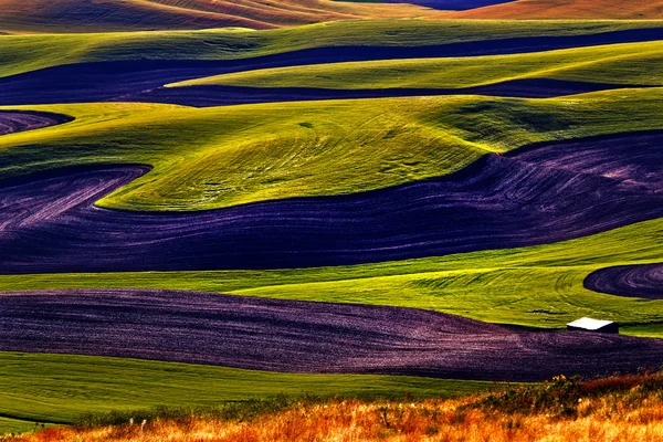 Zelená pšenice pole černými ladem vzory a farmy ze ste — Stock fotografie
