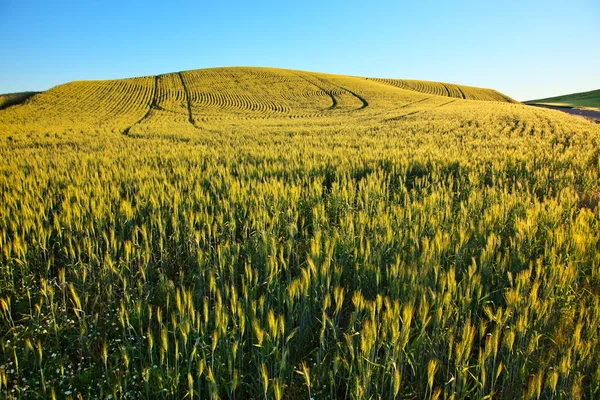 Green Wheat Grass Patterns Blue Skies Palouse Washington State — Stock Photo, Image