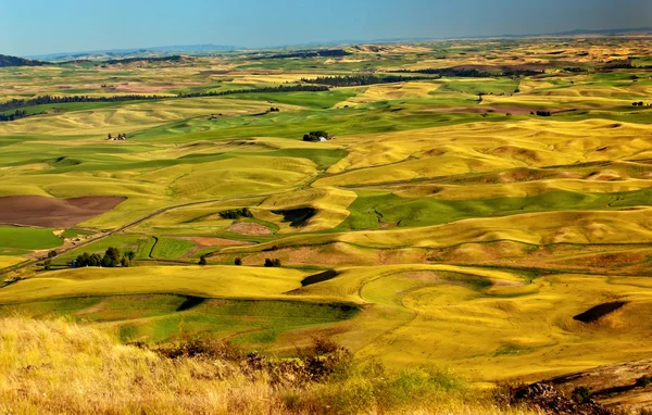 Gelb-grüne Weizenfelder und Bauernhöfe von Stiefelbutte palouse w — Stockfoto