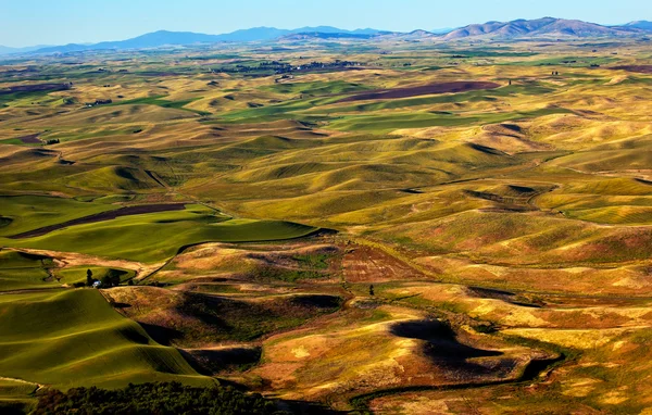 Sárga zöld búza mezők és a gazdaságok Steptoe Butte Palouse W — Stock Fotó