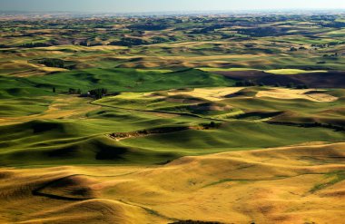 sarı yeşil buğday alanları ve çiftliklerden steptoe butte palouse w