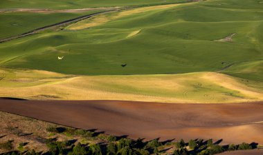 Sarı uçak yeşil buğday alanları palouse washington Eyaleti