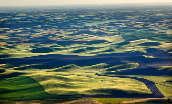 Zelená pšenice pole černými ladem vzory a farmy ze ste — Stock fotografie