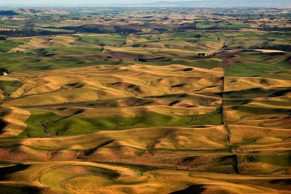 Trawa pszeniczna żółty zielony gospodarstwa palouse stanie Waszyngton — Zdjęcie stockowe
