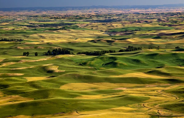 Yellow Green Wheat Fields and Farms from Steptoe Butte Palouse W — Stock Photo, Image
