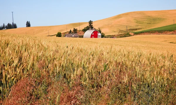 Fienile rosso nel campo di grano maturo Palouse Stato di Washington — Foto Stock