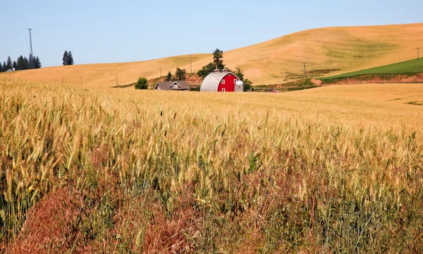 Stock image Red Barn in Ripe Wheat Field Palouse Washington State