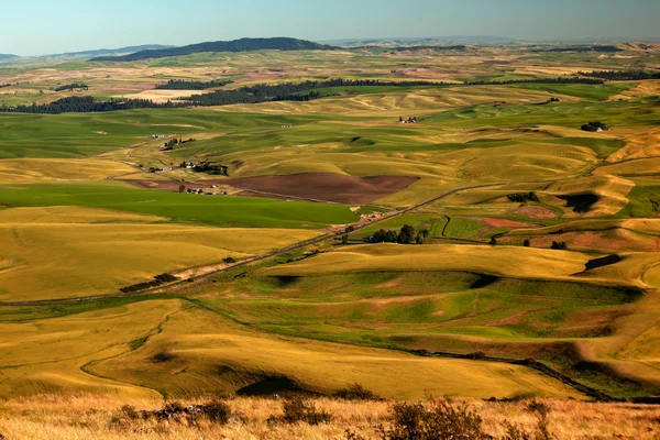 Czerwony gospodarstwa żółte pola pszenicy zielony i gospodarstw przed steptoe butte — Zdjęcie stockowe