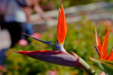 Bird of Paradise Flower Garden Mission San Juan Capistrano Calif clipart