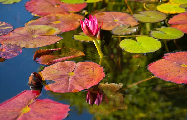Růžové vody lilly reflexe mise san juan capistrano zahradní c — Stock fotografie