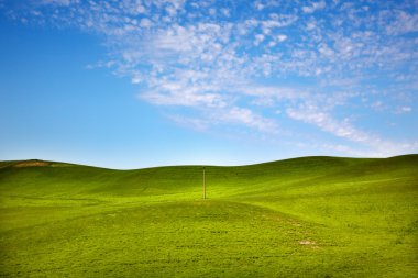 Yeşil buğday çimen mavi gökyüzü telefon direği palouse washington s