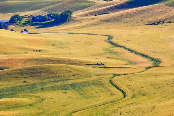 Żółty zielony pszenicy trawa drogi rolnicze wzory palouse washington s — Zdjęcie stockowe