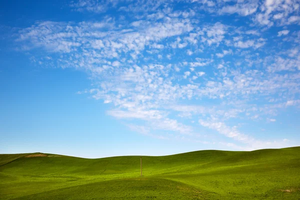 Green Wheat Grass Blue Skies Telephone Pole Palouse Washington S — Stock Photo, Image