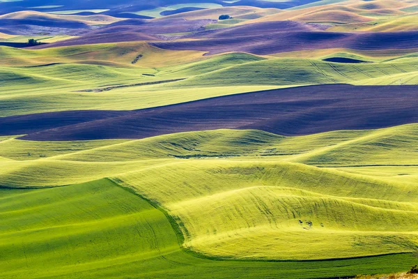 Green Wheat Fields Black Fallow Land Patterns and Farms from Ste — Stock Photo, Image