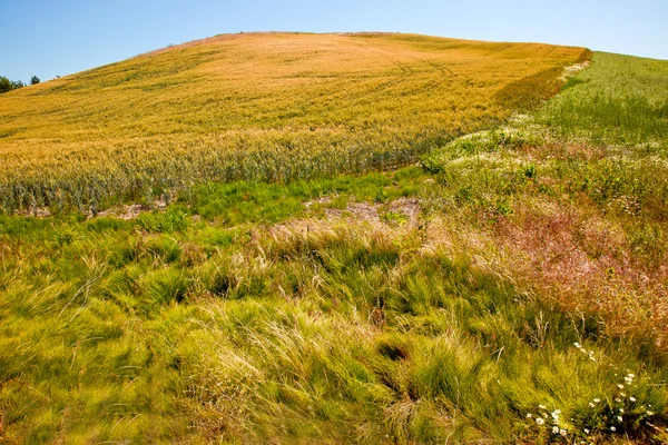 Zelená pšenice tráva modré nebe palouse státu washington — Stock fotografie