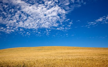 Ripe Wheat Field Palouse Washington State clipart