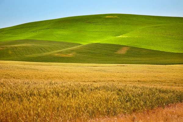 Спелые жёлто-зелёные пшеничные поля Palouse Washington State — стоковое фото