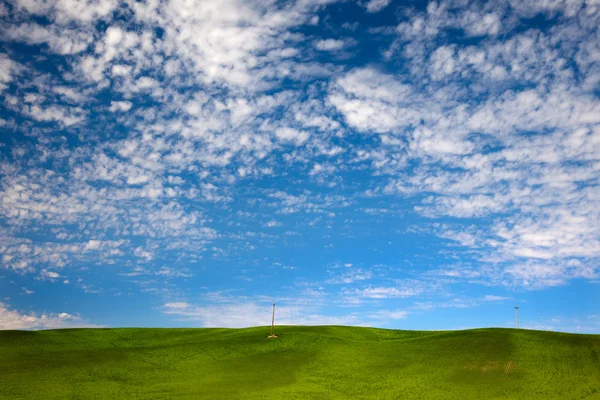 Zöld búza fű kék égbolt palouse washington állam — Stock Fotó