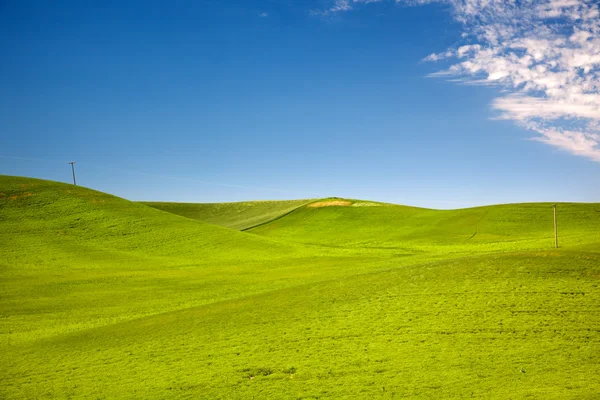 Telefonmasten grünes Weizengras blauer Himmel Palouse Washington s — Stockfoto