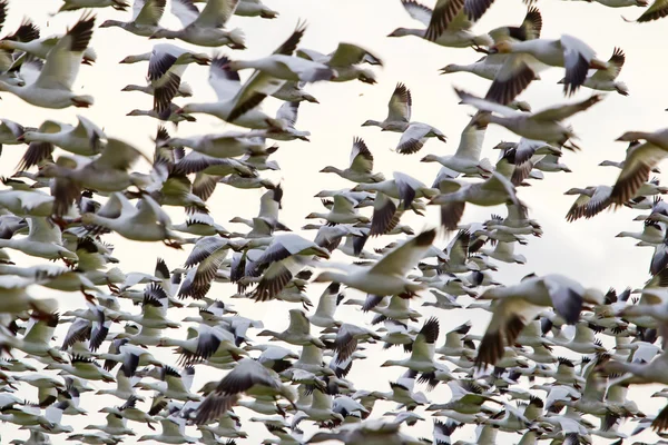 交通堵塞数以百计的雪雁飞在一个组中 — 图库照片