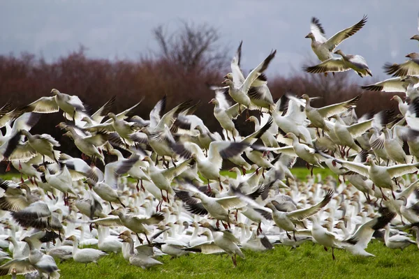 Lift Off Hunderds of Snow Geese Taking Off — Stock Photo, Image