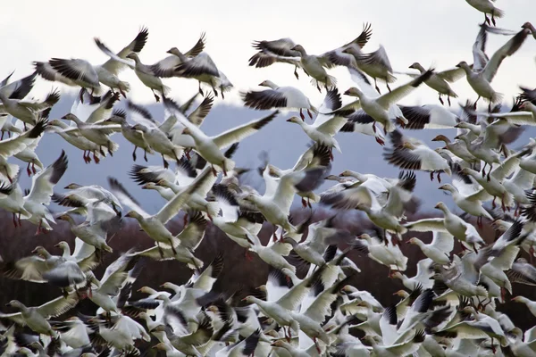 Взлетающие снежные гуси снимают с себя лоскуты — стоковое фото