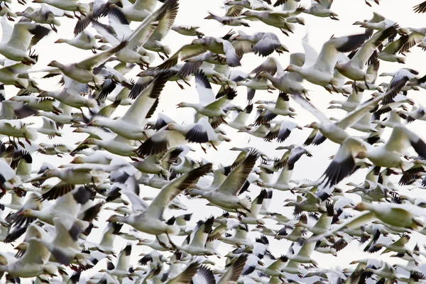 Dugóban több száz hó liba repül egy csoport — Stock Fotó